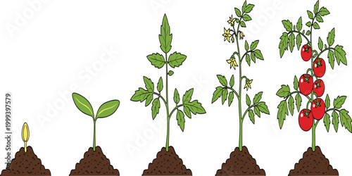 Tomato Plant Life Cycle Stages from Seed to Harvest Featuring Seedling, Flowering, and Ripening Red Fruit Vector