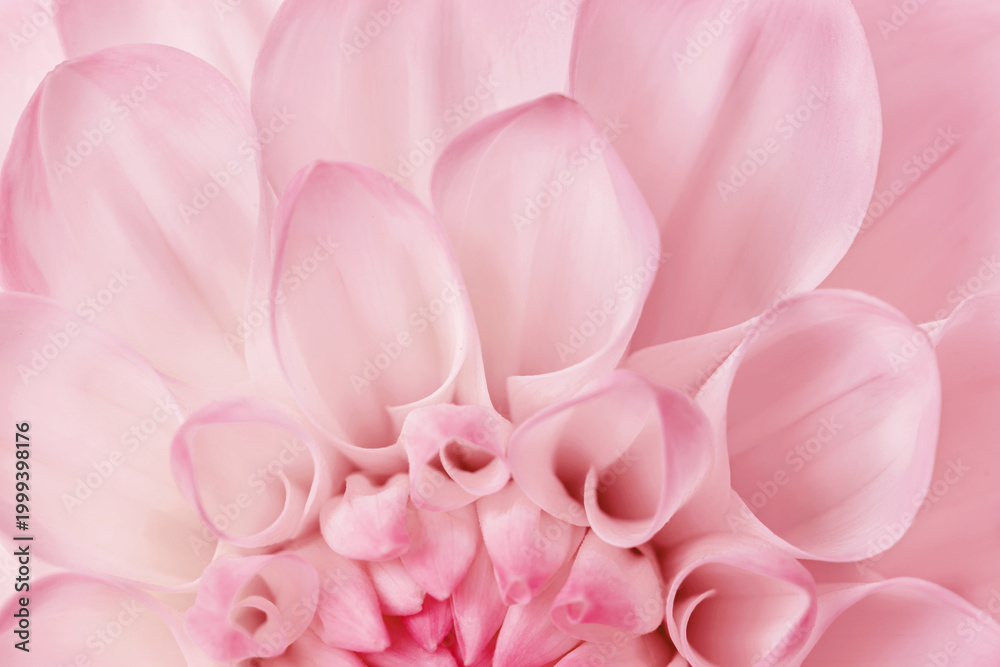 Fototapeta premium Macro trend of fresh flower top view, minimal aesthetic abstract monochrome nature pattern with soft curled petals in delicate rose shades. Summer blooming flowery plant, soft pastel pink gradient.