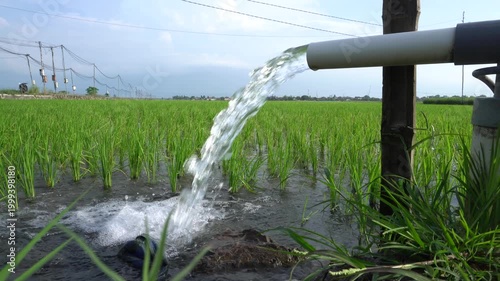 Clear Water Flowing into Green Rice Field from White Pipe Outdoors. Irrigation of rice fields using pump wells with the technique of pumping water from the ground.