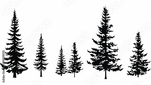 Silhouette of coniferous evergreen trees against a white background high quality