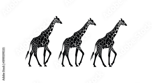 Three spotted giraffes walking in a row vector illustration design