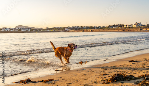 Fényképezés dogs on Trearddur bay at sunset Anglesey