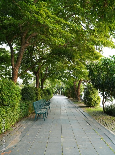 A peaceful tree-lined walkway in a lush green park with benches along the path, captured in soft natural light. Perfect for themes of nature, relaxation, urban park, and outdoor lifestyle.