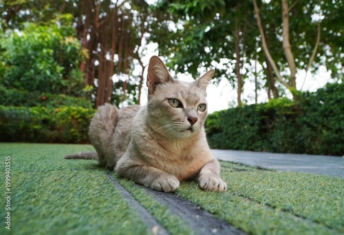 A light brown and white tabby cat with upright ears lies still on green grass, gazing intently ahead as if observing its surroundings. The focused expression conveys alertness and a sense of quiet vig