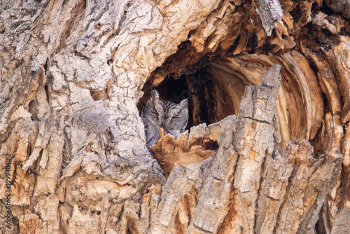 A Western Screech-Owl in Utah