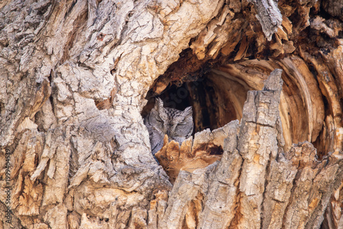 A Western Screech-Owl in Utah