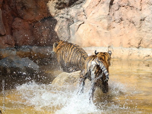 Tableau sur toile Sumatran tiger siblings playing together at zoo