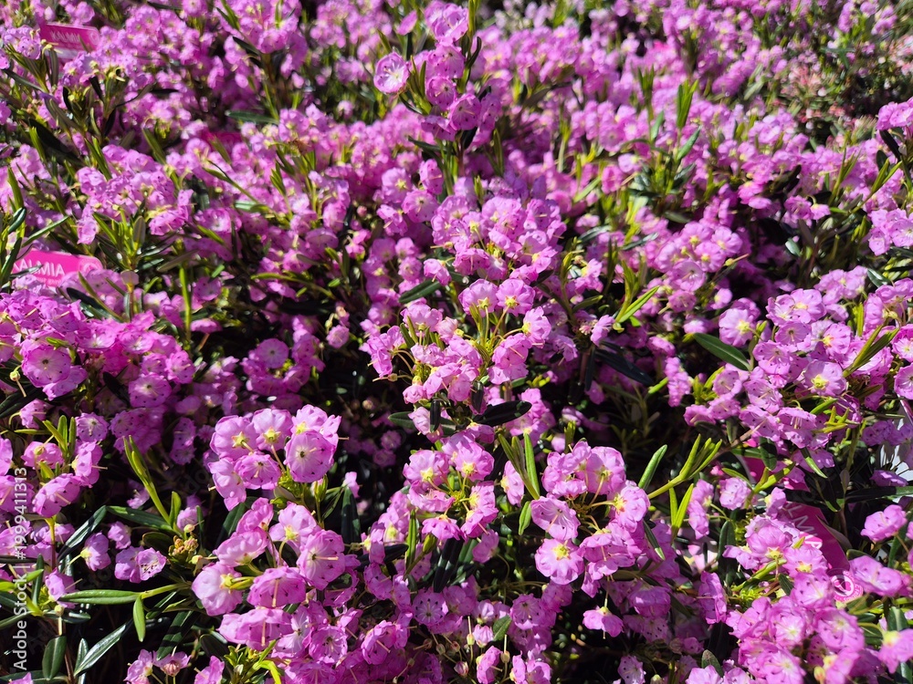 Fototapeta premium Kalmia, Kalmia polifolia