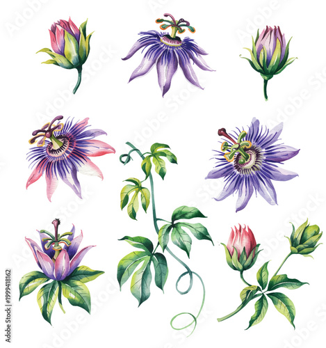 Canvastavla Passion flower bloom with bud in soft hand painted watercolor botanical style