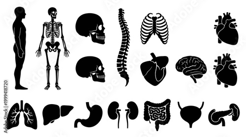 Human Anatomy Organs and Skeleton Silhouette Icons Set - Medical Vector Glyphs