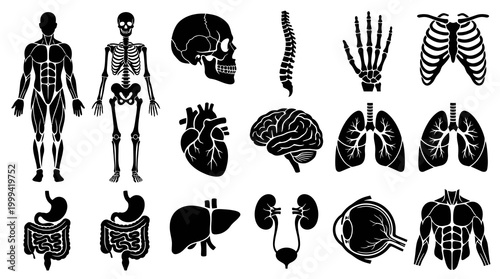 Human Anatomy Medical Black White Glyph Icons - Skeleton, Organs, and Body Systems Collection