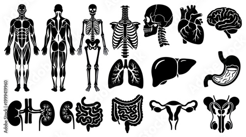 Human Anatomy Icons: Black and White Vector Illustrations for Medical Science