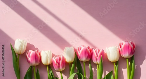 Soft Pink Tulip Elegance Minimal Floral Scene