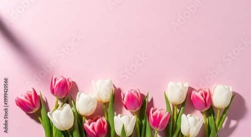 Soft Pink Tulip Elegance Minimal Floral Scene