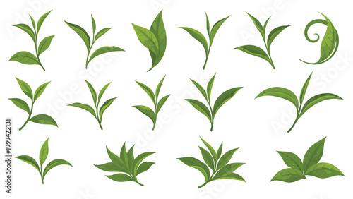 Assortment of fresh green tea leaves and sprigs in various configurations for health, wellness, and organic product branding.