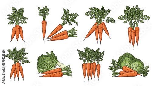 Detailed illustrations of fresh carrots with green leafy tops shown individually and in bunches for healthy vegetable product branding.