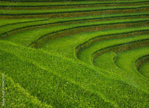 Schilderij op canvas Close up view of green rice terraces in Sapa Vietnam