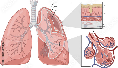 Anatomy of human lungs with detailed cross section and alveoli structure