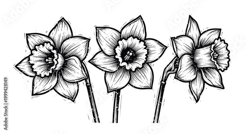 Vintage engraved daffodil flowers botanical illustration in black and white