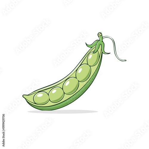 Fresh green pea pod with five round peas inside, illustration, white background