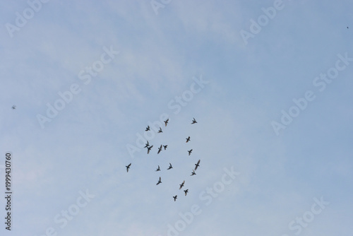 Flock of birds flying freely in a bright blue sky