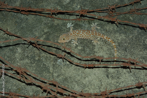 Tokay Gecko on Concrete Wall Behind Rusty Barbed Wire