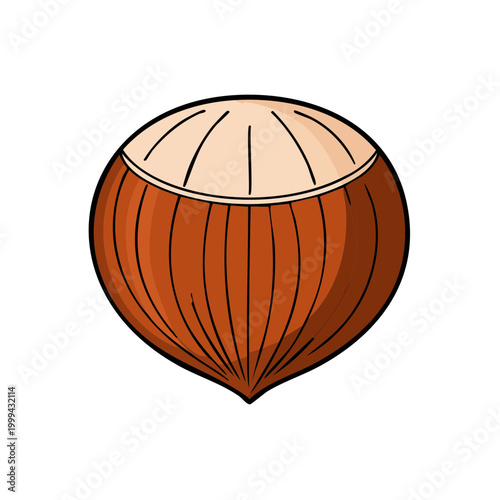 Illustration of a single hazelnut with a hard shell and light brown center isolated on white