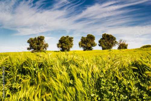 Spring landscapes, Toledo, Spain