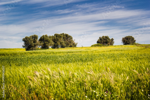 Spring landscapes, Toledo, Spain