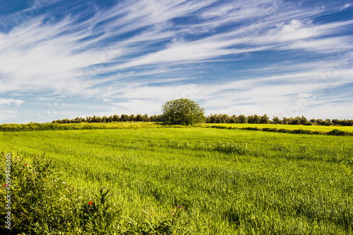 Spring landscapes, Toledo, Spain