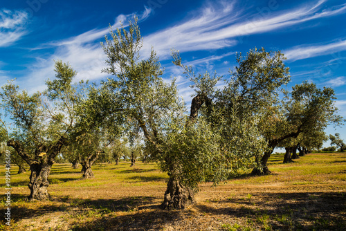 Olive trees, spring landscapes, Toledo, Spain