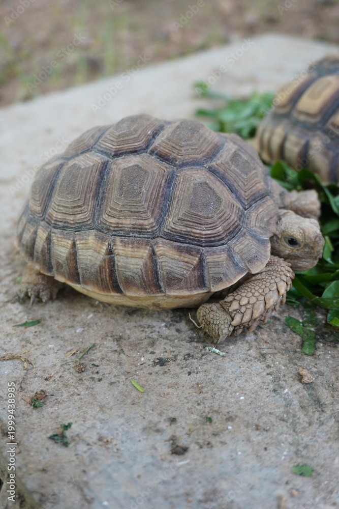 Obraz premium Young Tortoise on Ground Close View