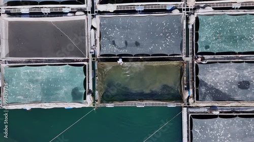 Aerial top-down view of workers feeding fish in vibrant turquoise aquaculture tanks.
