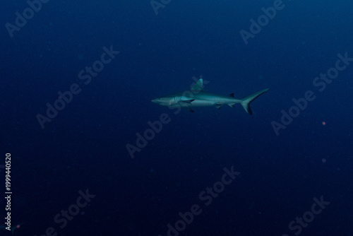 shark in the blue
