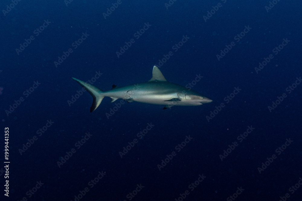 Fototapeta premium shark in the sea