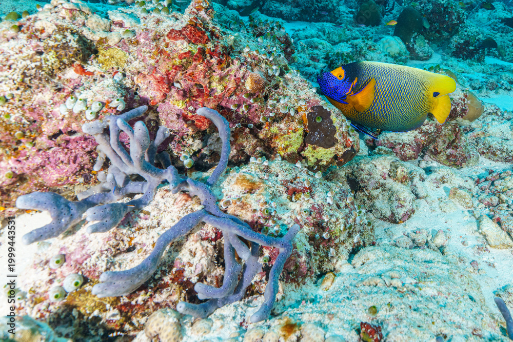 Obraz premium coral reef with fish