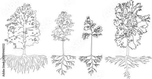 Coloring page with trees and their root systems in line art style: Horse Chestnut (Aesculus hippocastanum) and Rowan (Sorbus aucuparia)illustration, vector