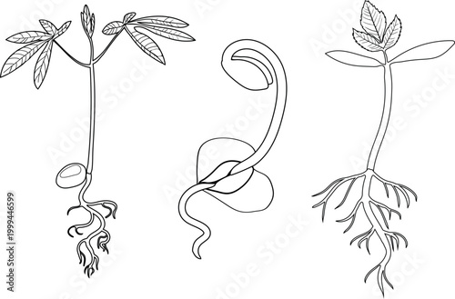 Tree seedlings with roots line art: Horse Chestnut (Aesculus hippocastanum), Birch (Betula pendula) and Rowan (Sorbus aucuparia)