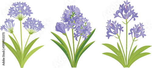 Violet purple blue floral lily of the nile digital drawing, cartoon design agapanthus flowers set collection graphic vector asset, illustration card story book children pattern flat art nature garden