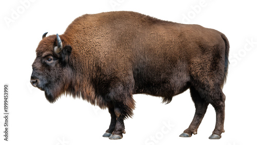 Photos Brown American Bison Standing Profile View with Shaggy Fur and Horns