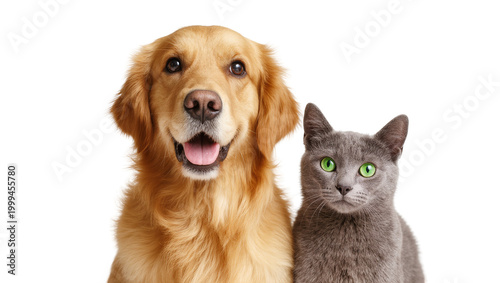Foto Golden Retriever and Gray Tabby Cat Close-Up Portrait