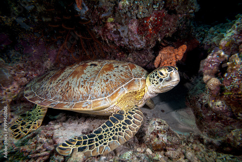 A turtle in the sea