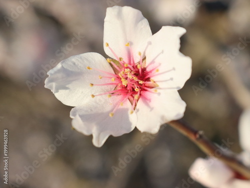 Beautiful almond blossoms in spring with petals and leaves
