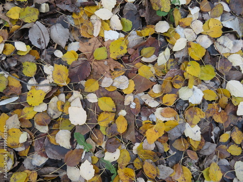 dry leaves on the ground fallen by the cold autumn season