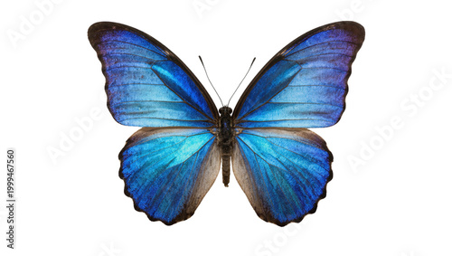 Foto Blue Morpho Butterfly with Detailed Wing Patterns and Brown Body