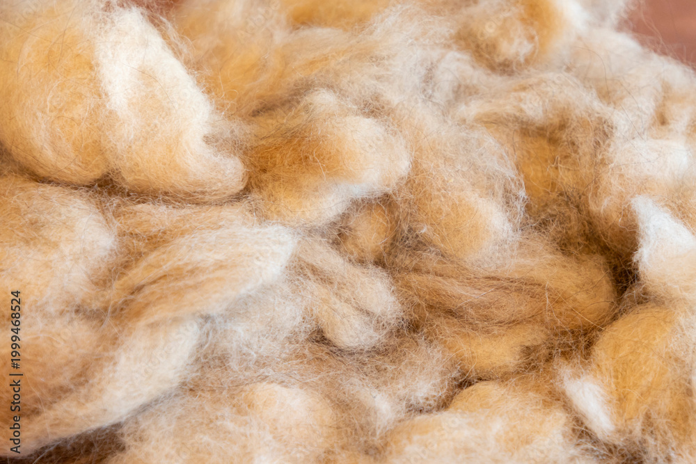 Obraz premium Close-up of Dog Fluffy Natural Wool Fiber
