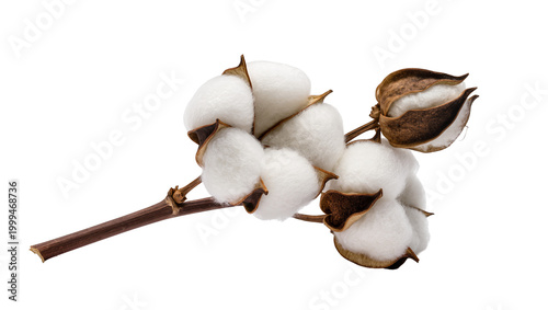 Foto Fluffy white cotton bolls on a brown branch, isolated on transparent background