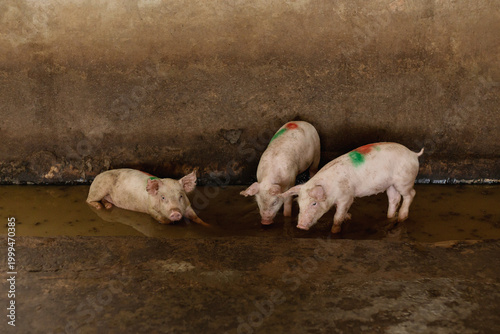 Fotografie Marking on the pigs. After receiving vaccinations. In pig farm.