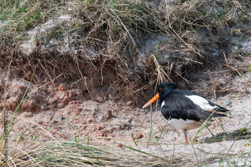 Austernfischer am Strand