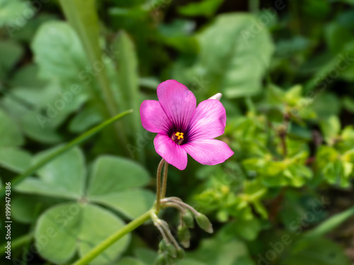 Bright pink woodsorrel flower blooming among green shamrock leaves in a spring garden